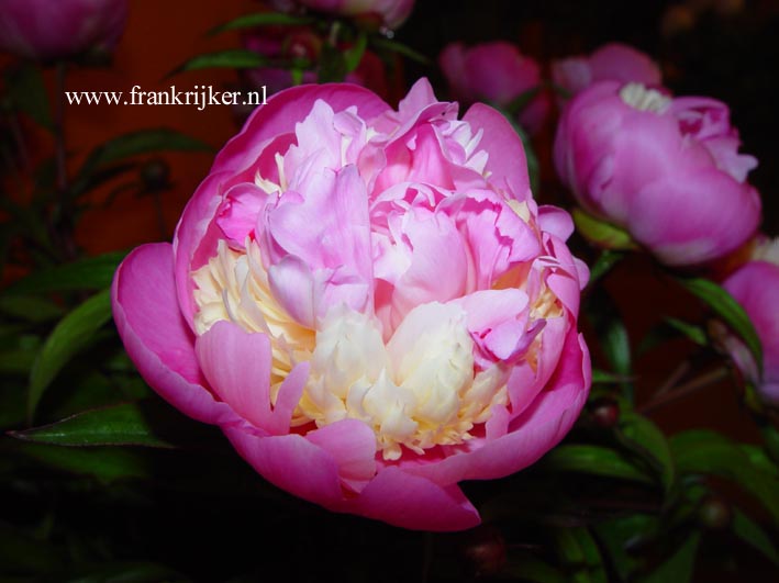 Paeonia 'Sorbet'