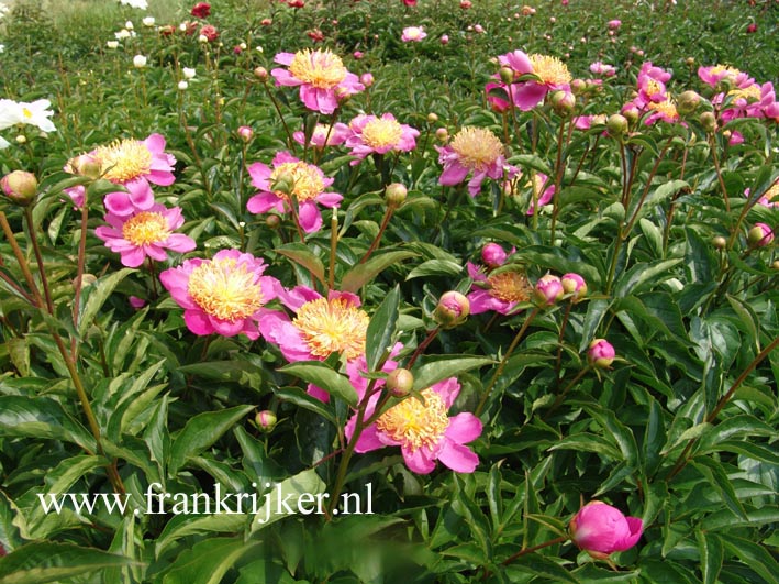 Paeonia 'Tom Eckhardt'