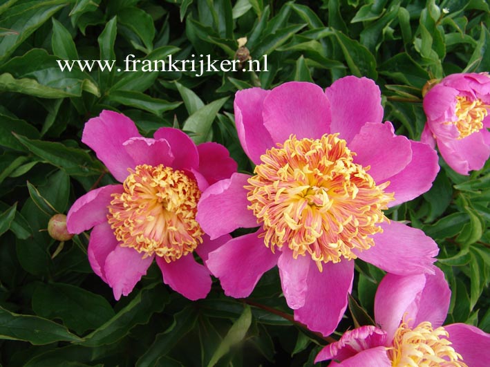 Paeonia 'Tom Eckhardt'