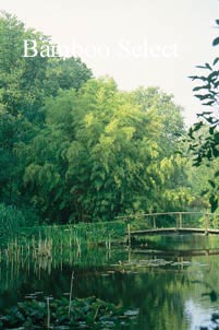 Phyllostachys nigra 'Henonis'