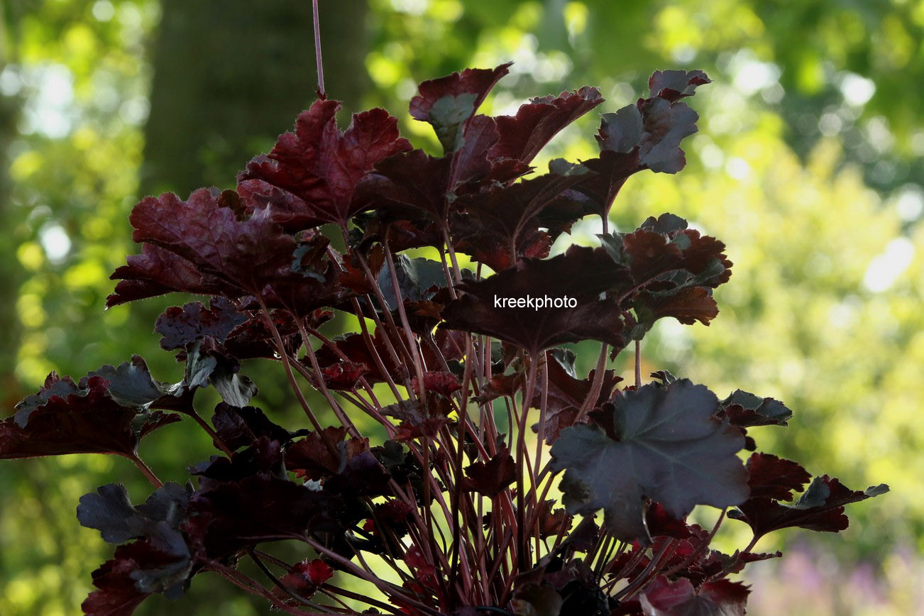 Picture and description of Heuchera 'Black Beauty'