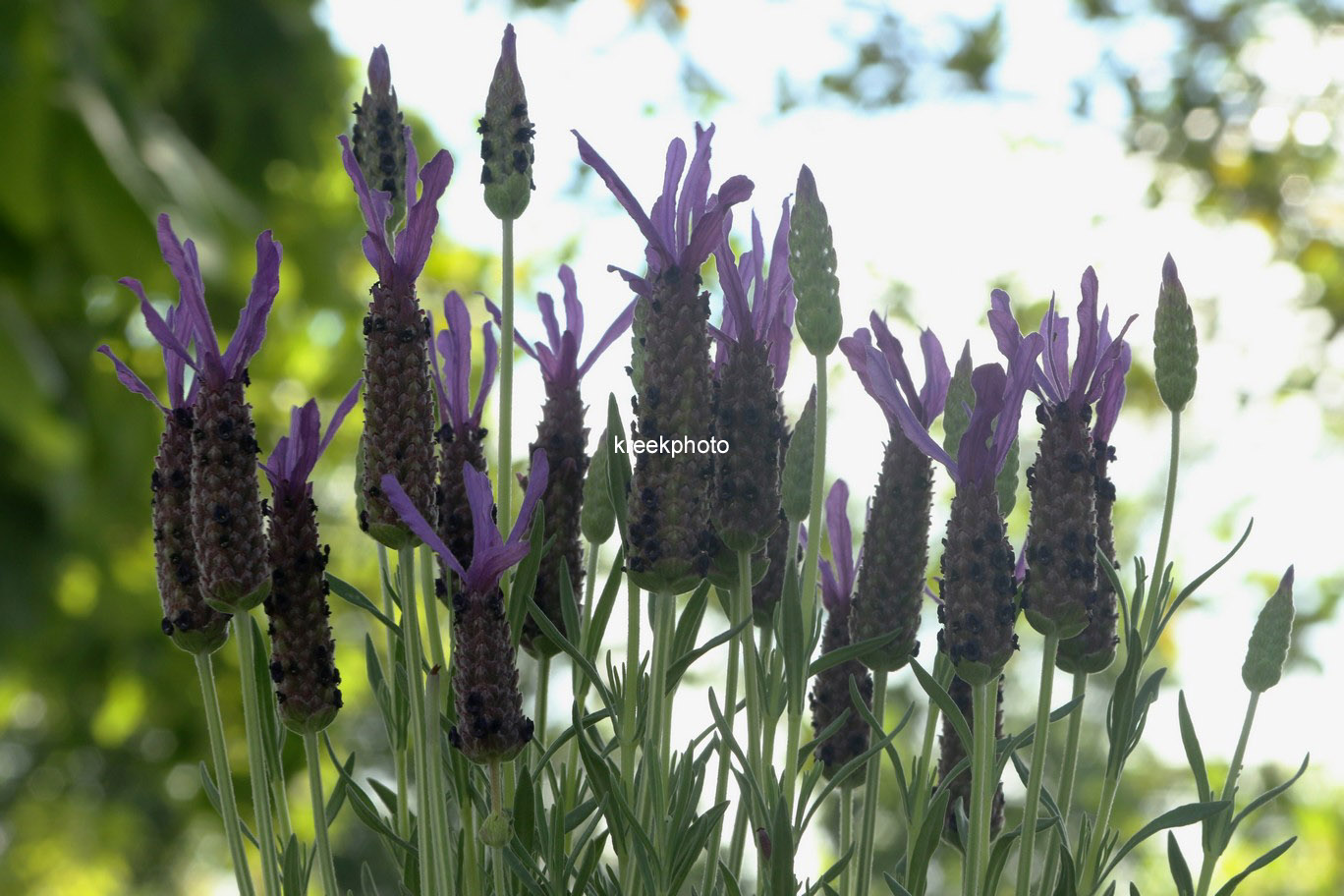 Lavandula stoechas lusitanica 'Lusi Purple'