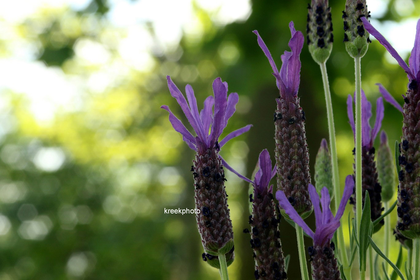 Lavandula stoechas lusitanica 'Lusi Purple'