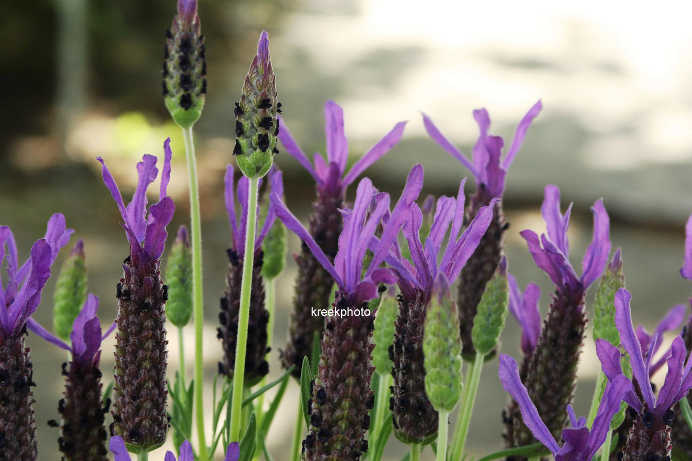 Lavandula stoechas lusitanica 'Lusi Purple'