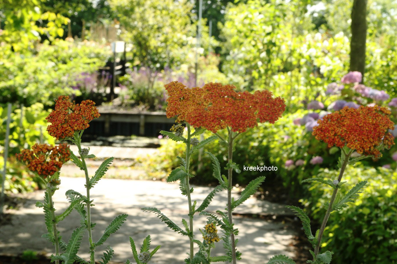 Achillea 'Safran'