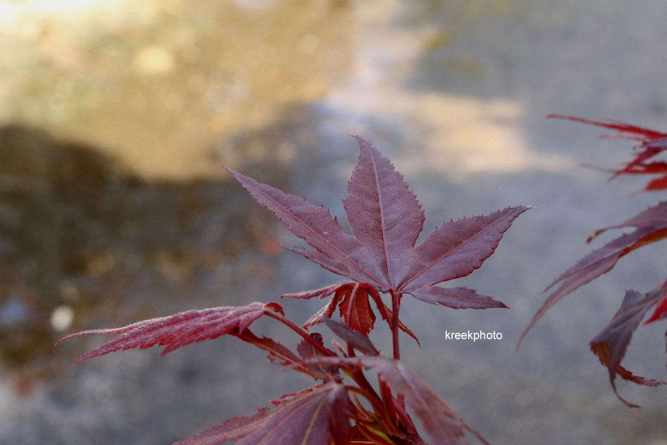 Acer palmatum 'Burgundy Flame'