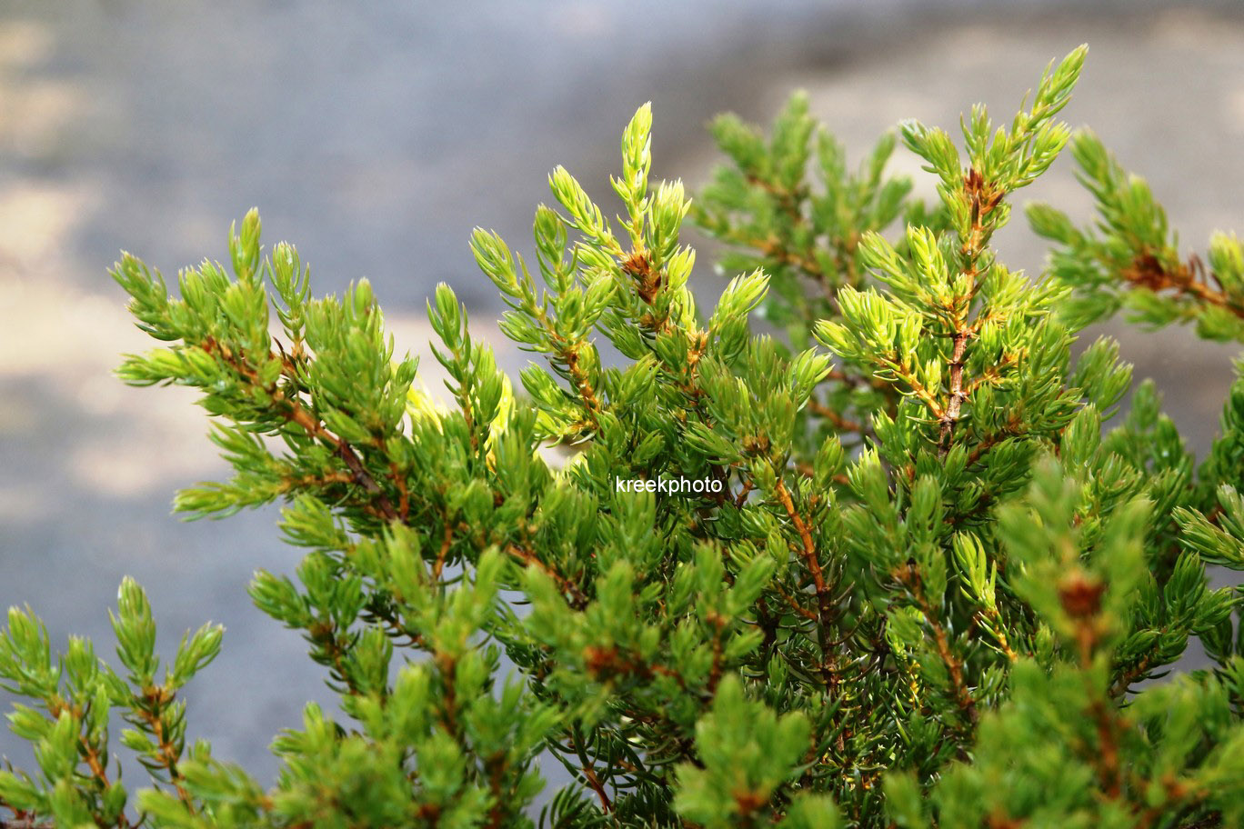 Juniperus communis 'Anna Maria'
