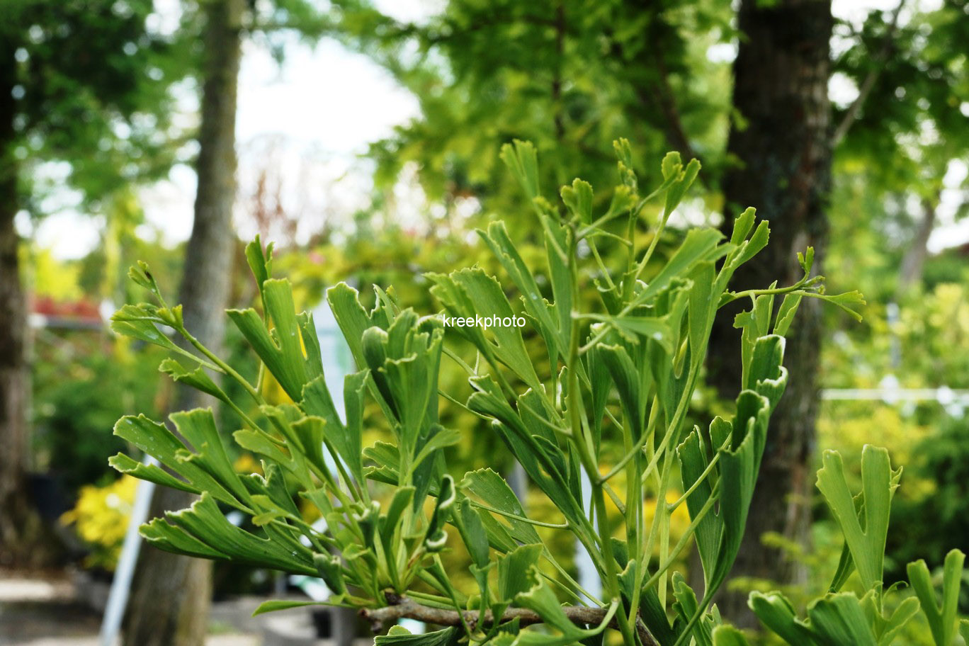 Ginkgo biloba 'Survivor'