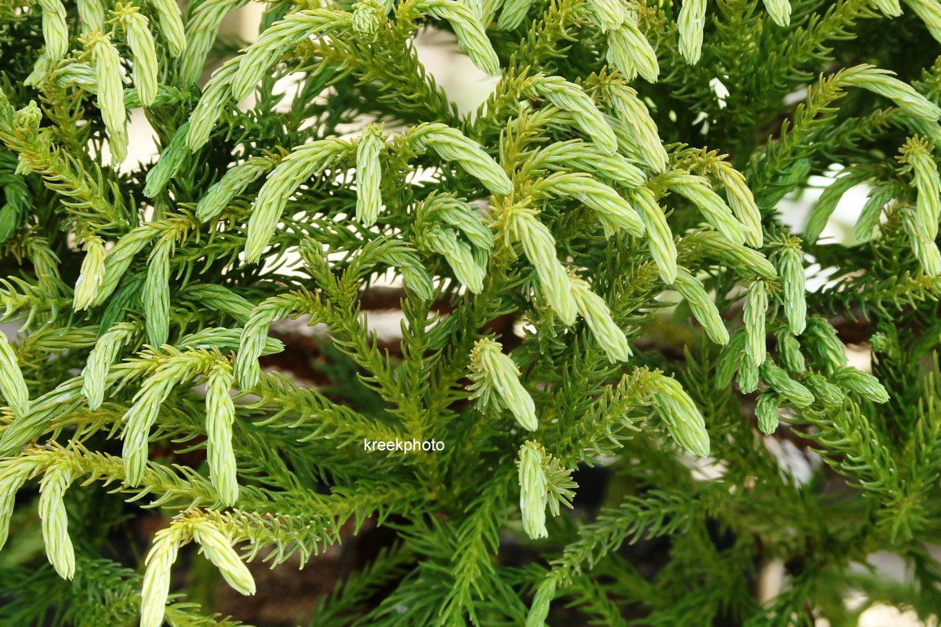 Cryptomeria japonica 'Carmel'