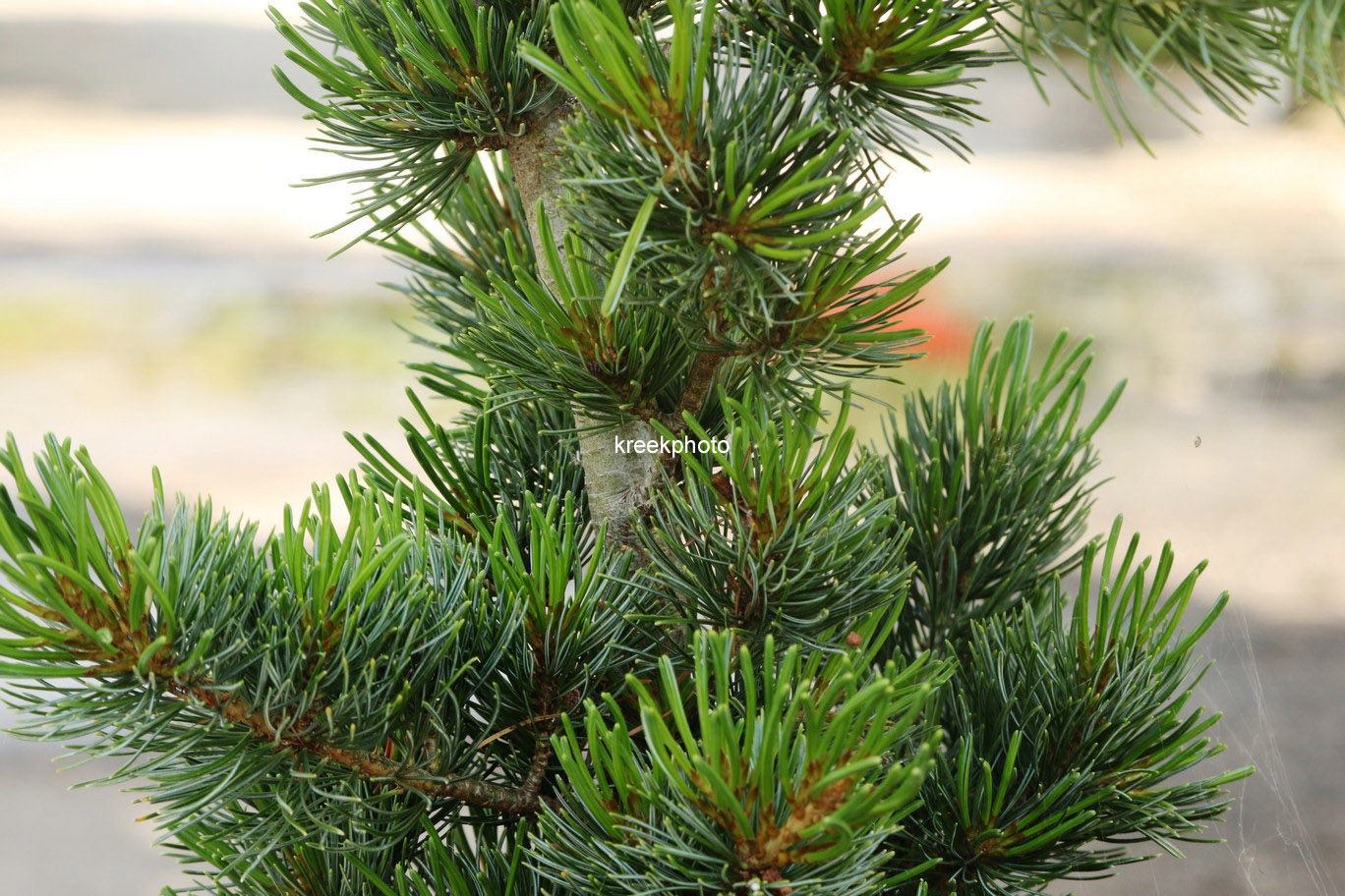 Pinus parviflora 'Ryu-ju'