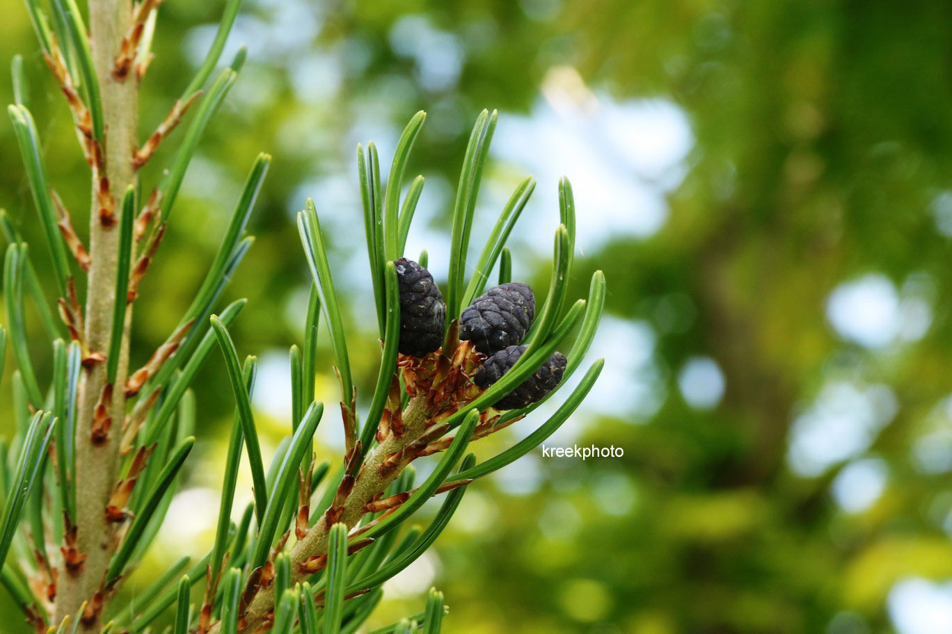 Pinus parviflora 'Ryu-ju'