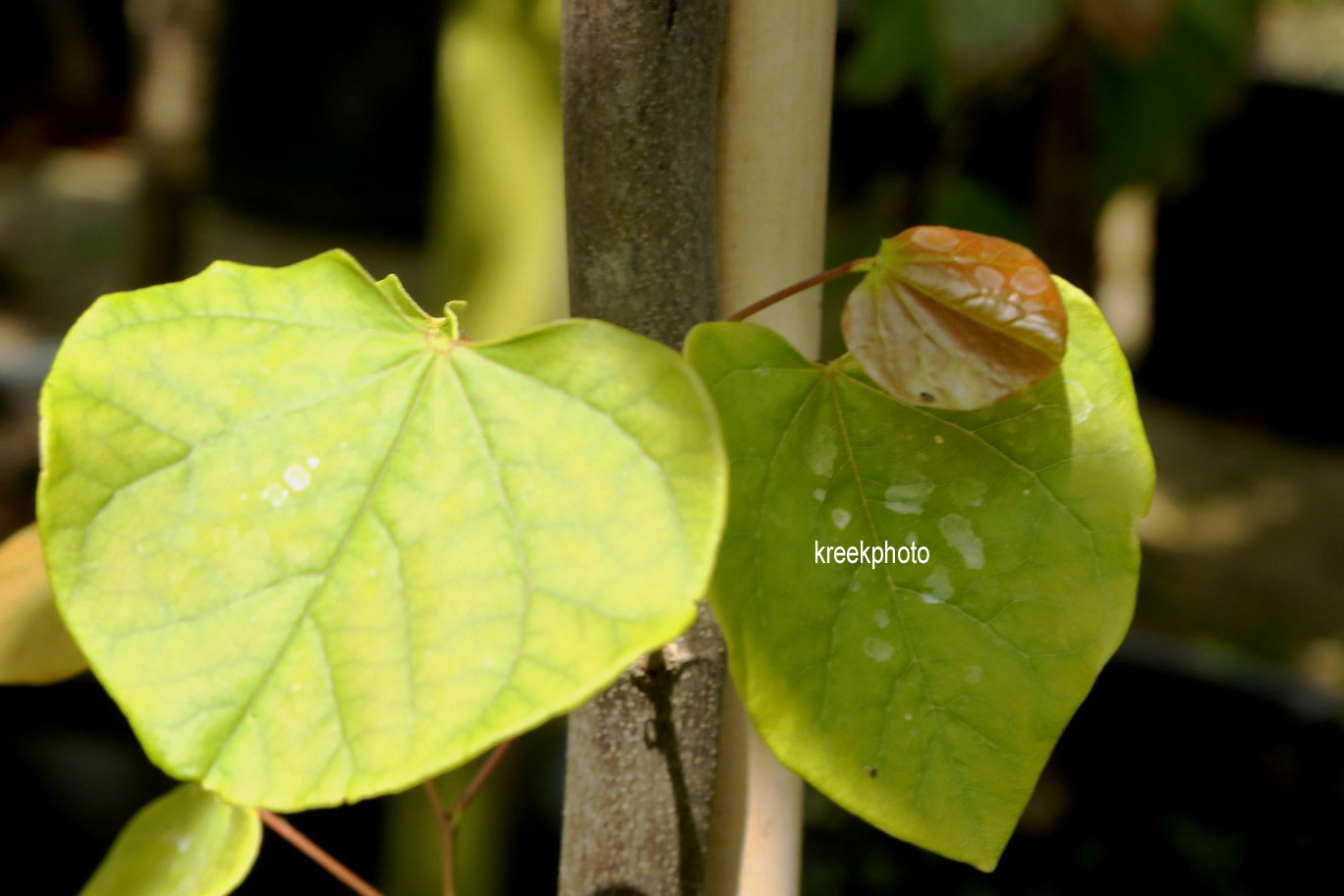 Cercis canadensis 'Cascading Hearts'