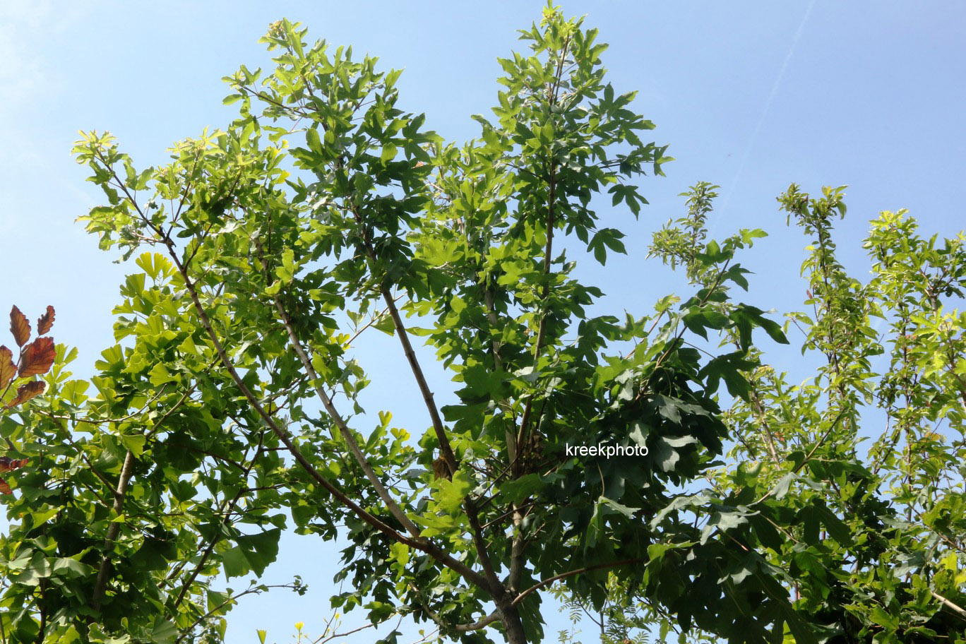 Acer campestre 'Anny's Globe'