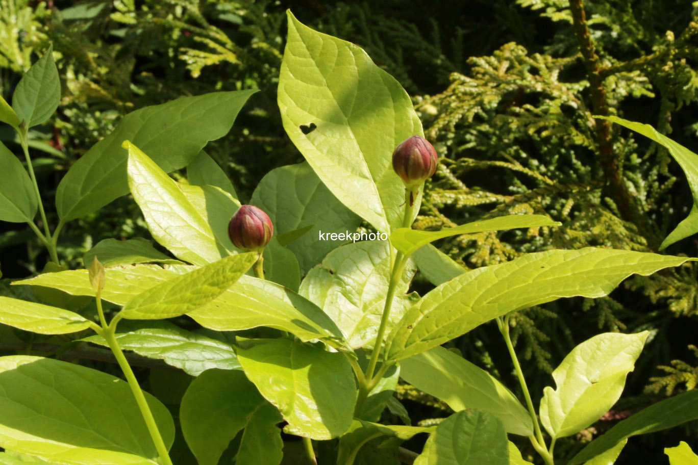 Calycanthus floridus 'Aphrodite'
