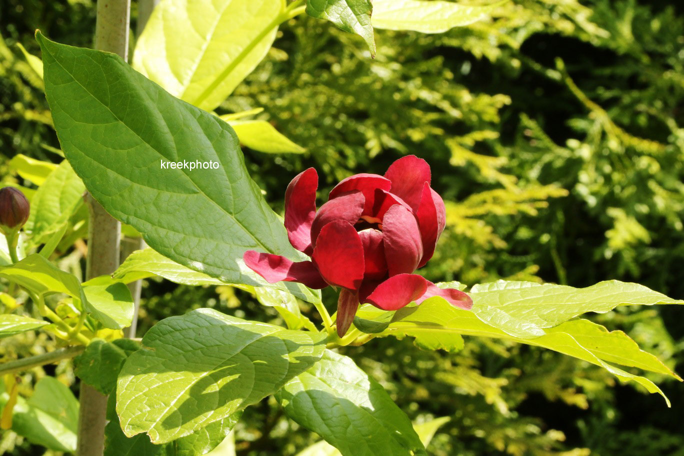 Calycanthus floridus 'Aphrodite'