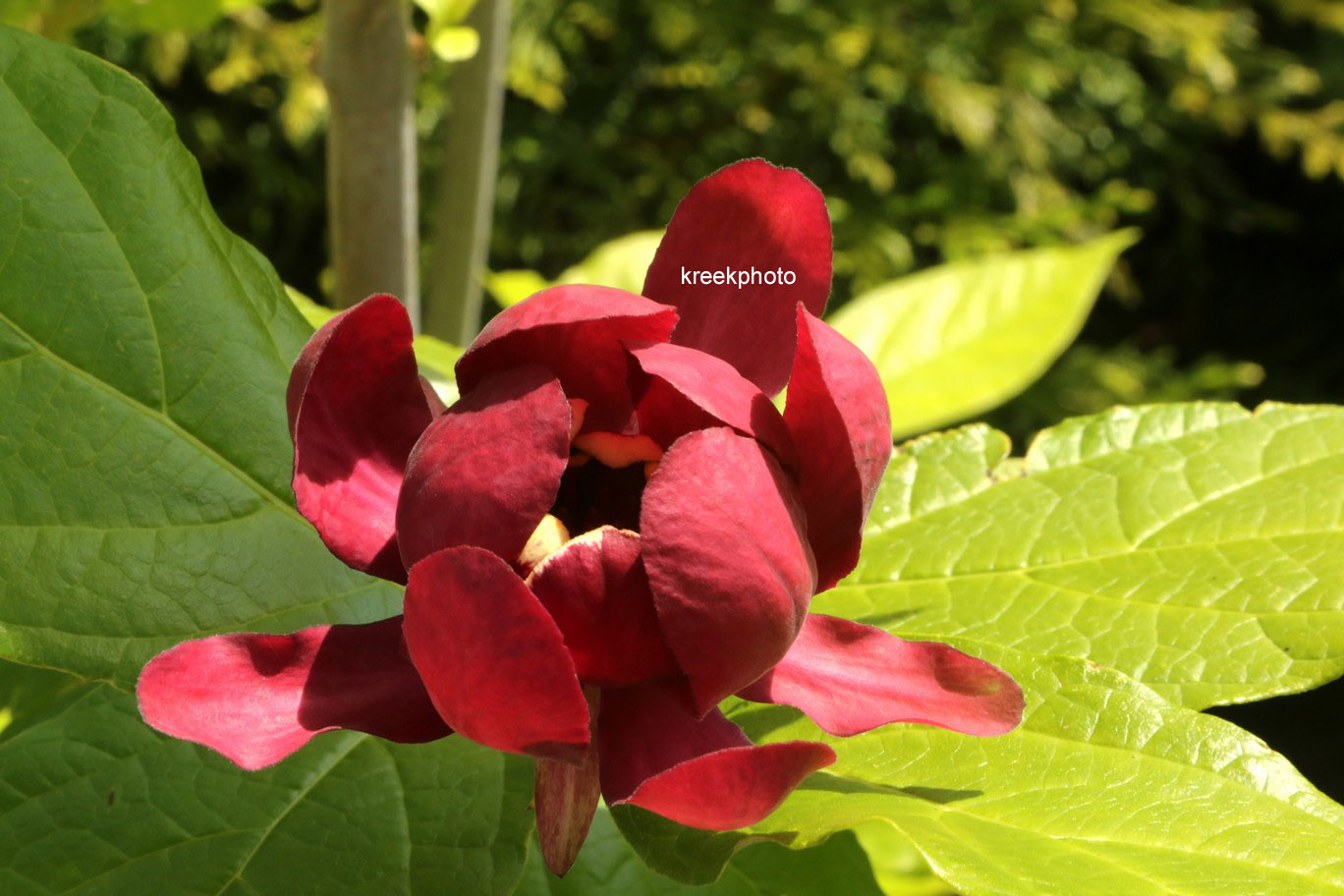 Calycanthus floridus 'Aphrodite'