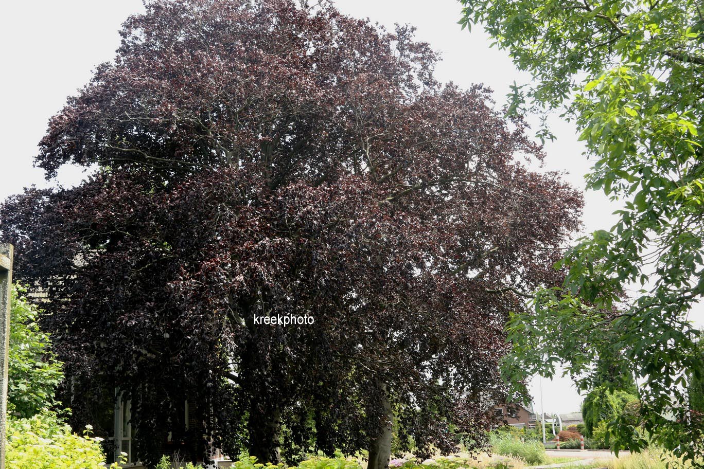 Fagus sylvatica 'Atropunicea'