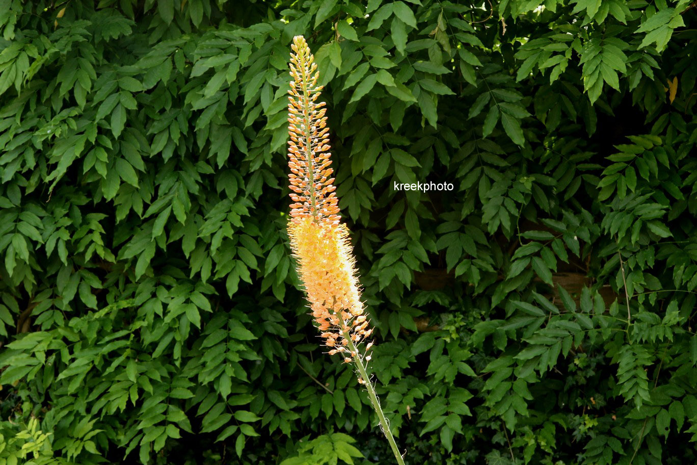 Eremurus isabellinus 'Cleopatra'