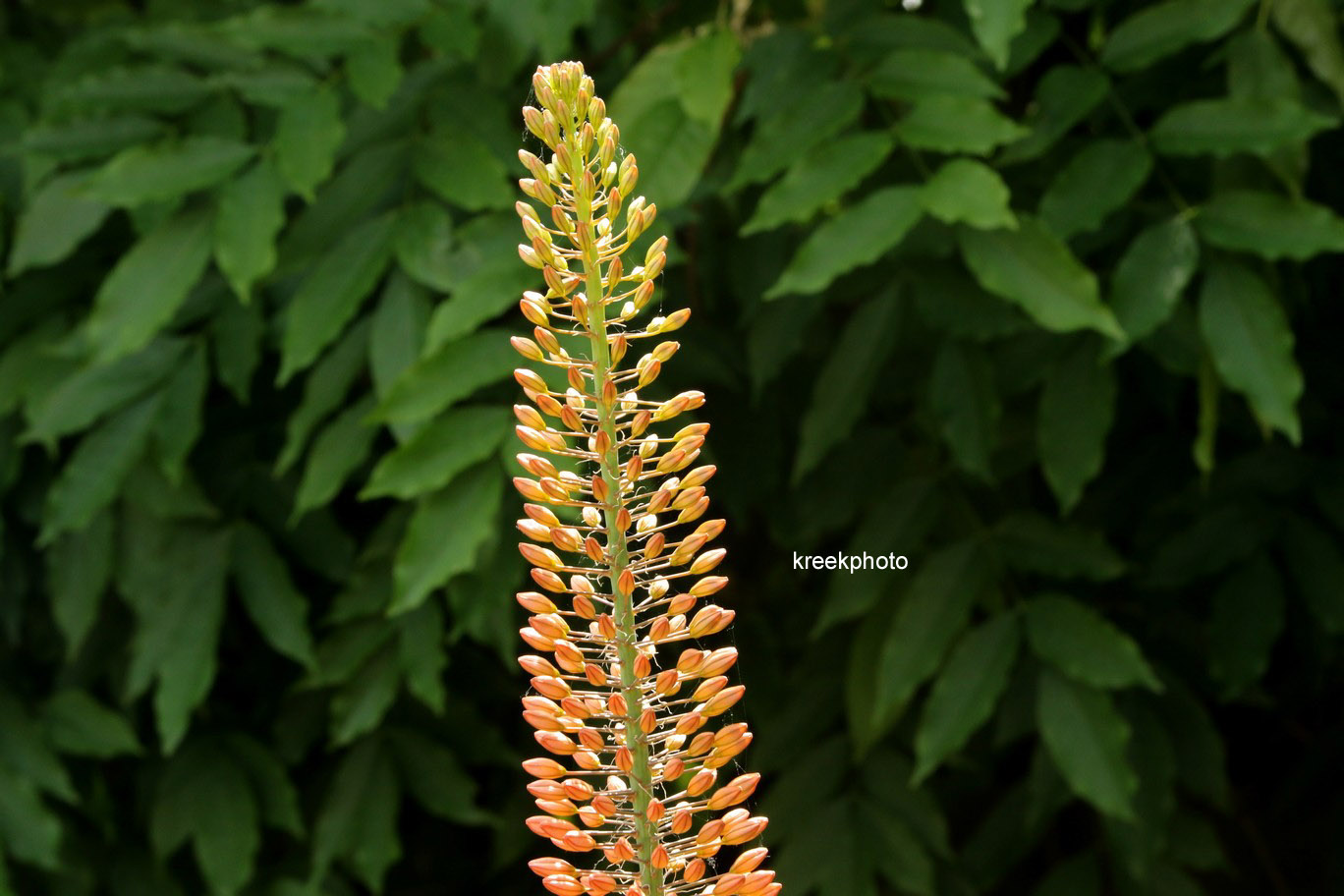 Eremurus isabellinus 'Cleopatra'