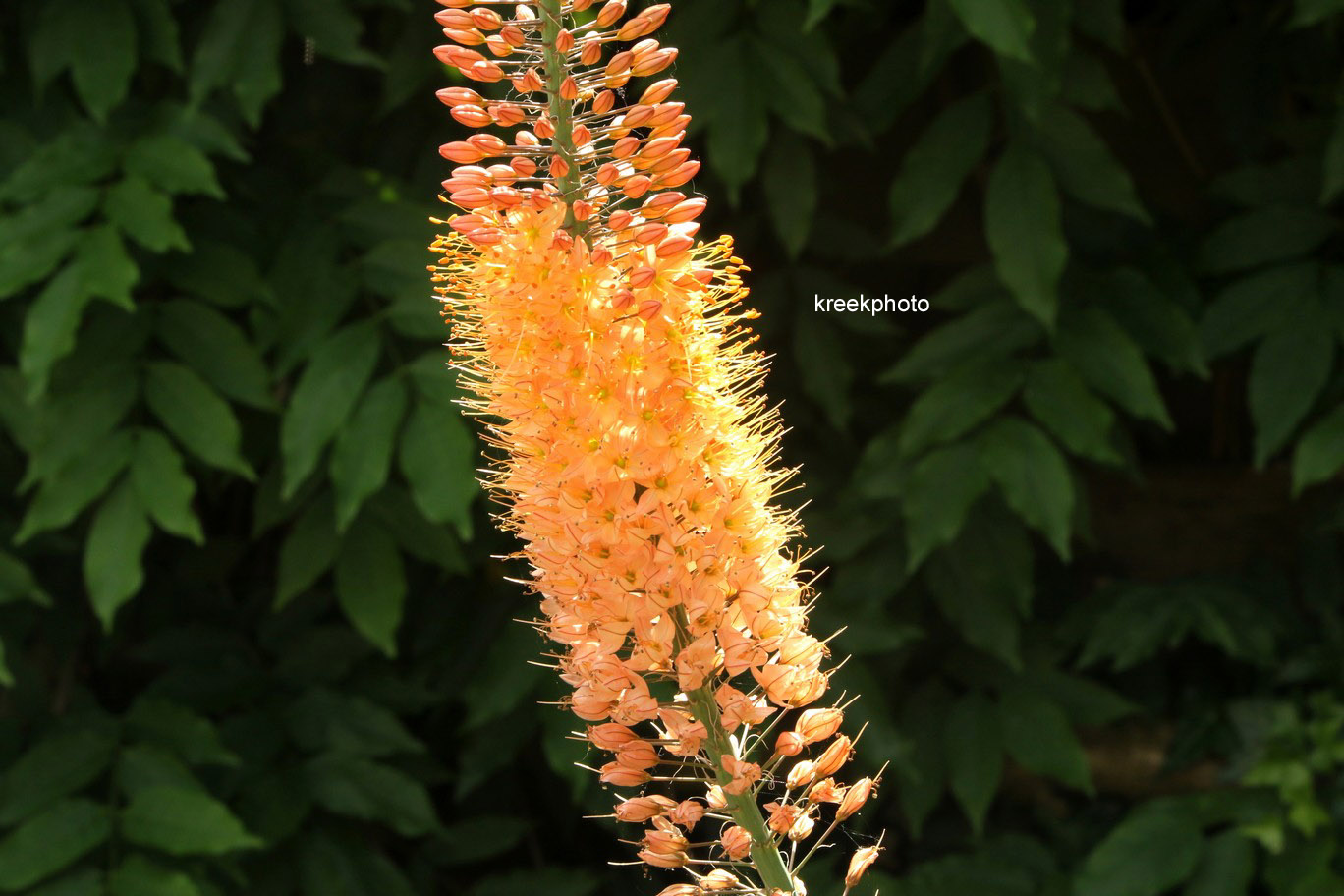 Eremurus isabellinus 'Cleopatra'