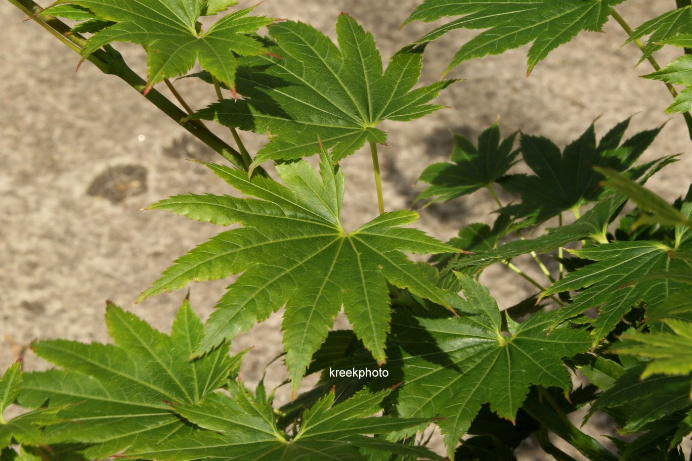 Acer palmatum 'Red Wing'