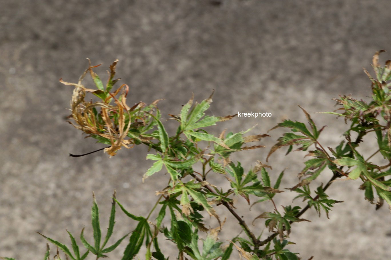 Acer palmatum 'Dr. Seuss'