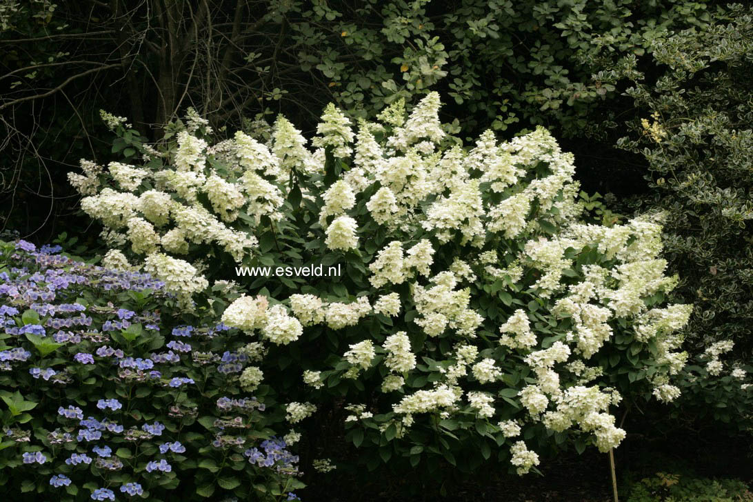 Hydrangea paniculata 'Pink Diamond'