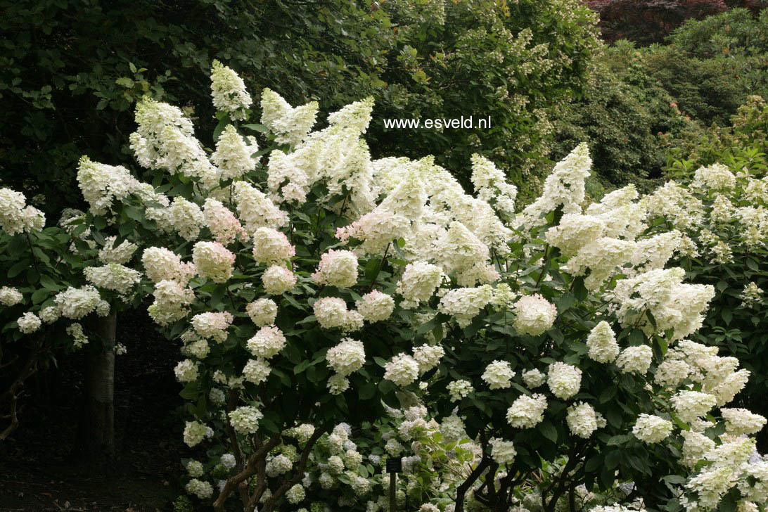 Hydrangea paniculata 'Unique'