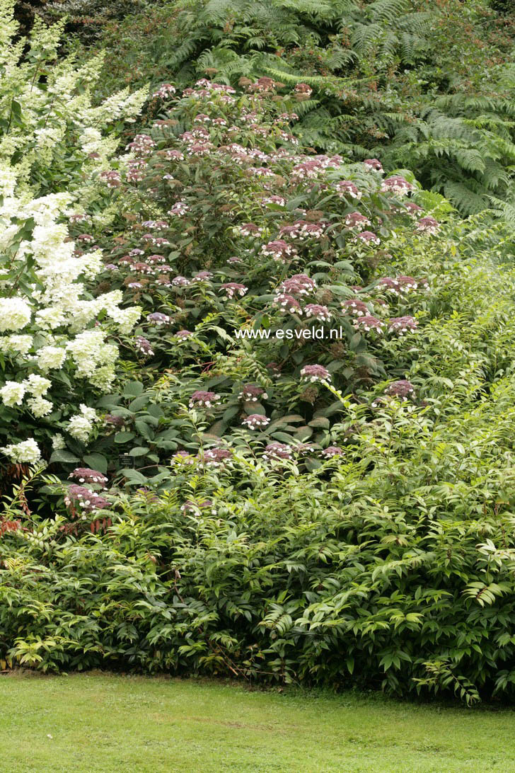 Hydrangea aspera 'Macrophylla'