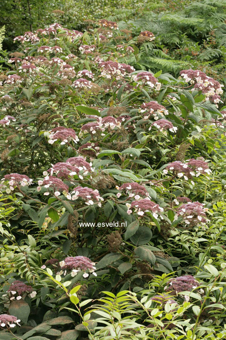 Hydrangea aspera 'Macrophylla'