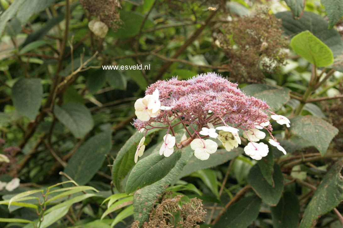 Hydrangea aspera 'Macrophylla'