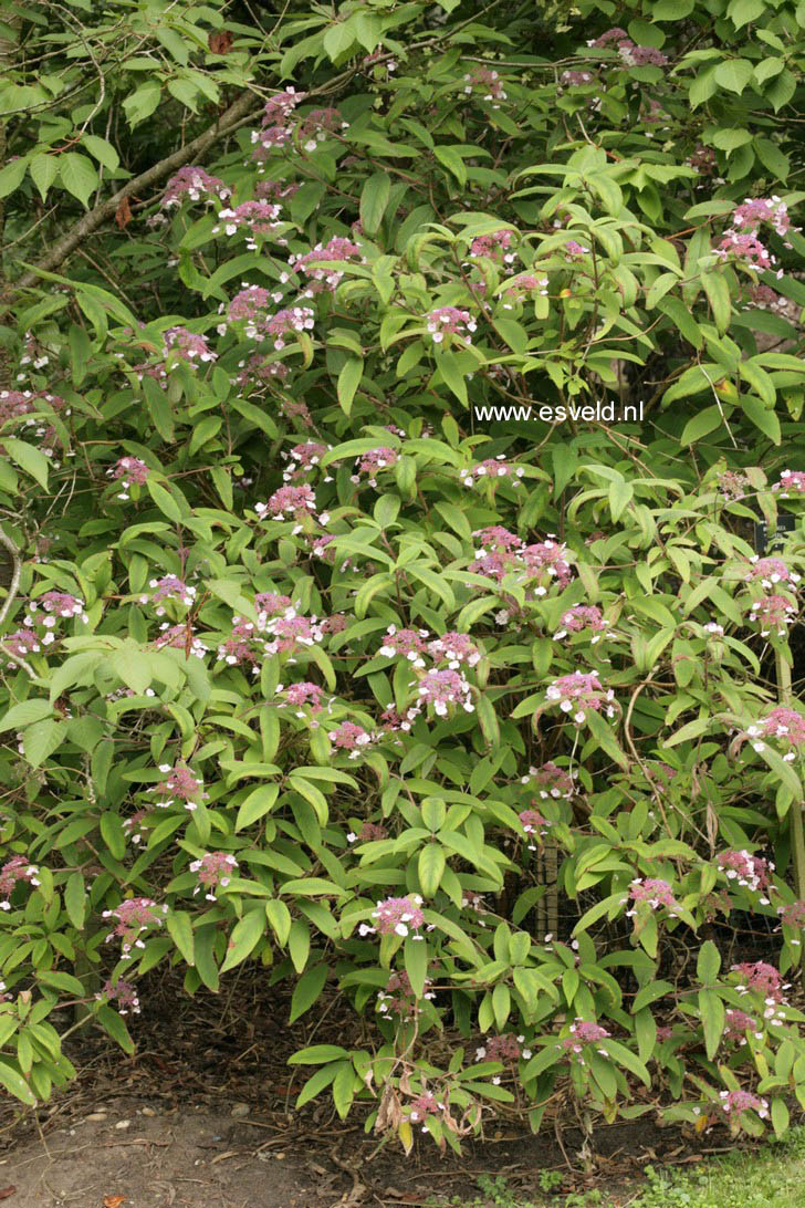 Hydrangea aspera