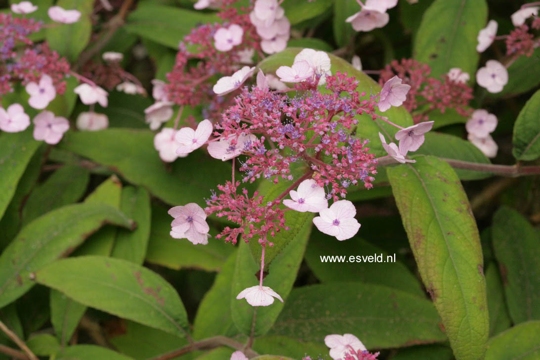 Hydrangea aspera