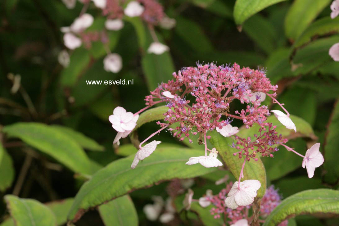 Hydrangea aspera