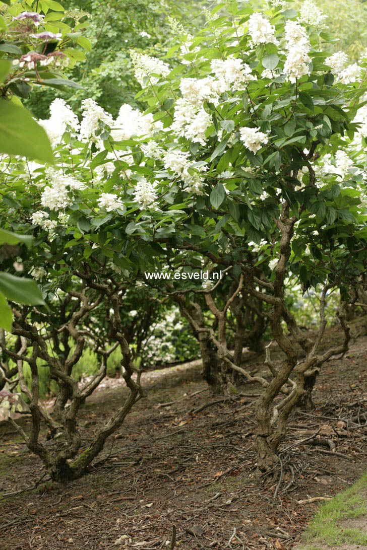 Hydrangea paniculata 'Floribunda'