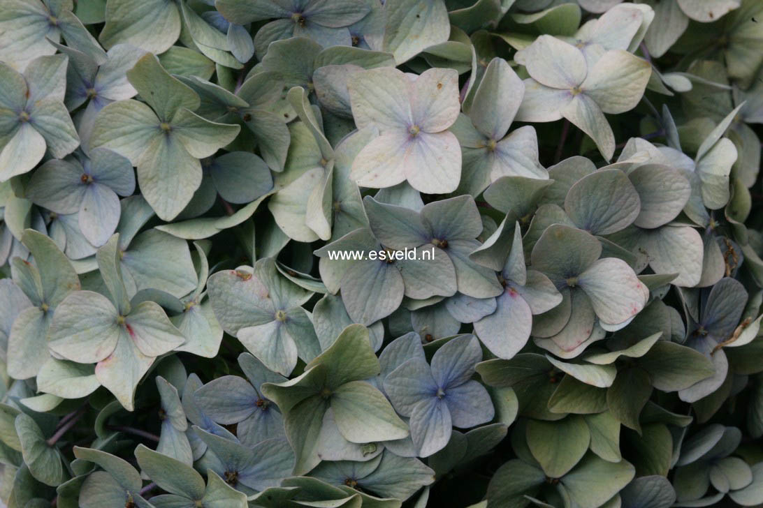 Hydrangea macrophylla 'Generale Vicomtesse de Vibraye'