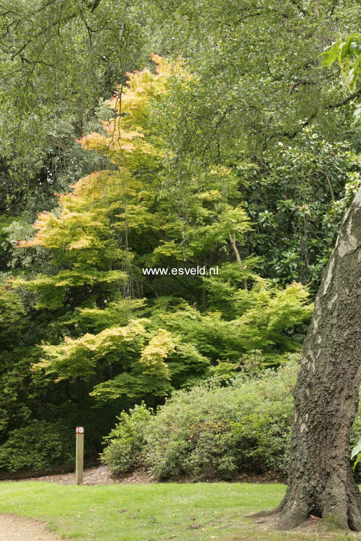 Acer palmatum 'Sango kaku'