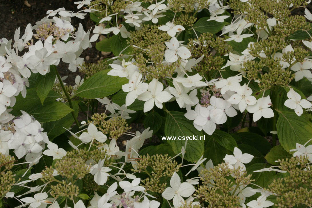 Hydrangea macrophylla 'Lanarth White'