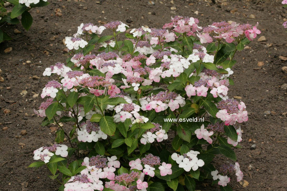 Hydrangea macrophylla 'Tokyo's Delight'