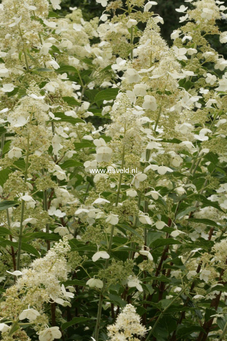 Hydrangea paniculata 'Kyushu'