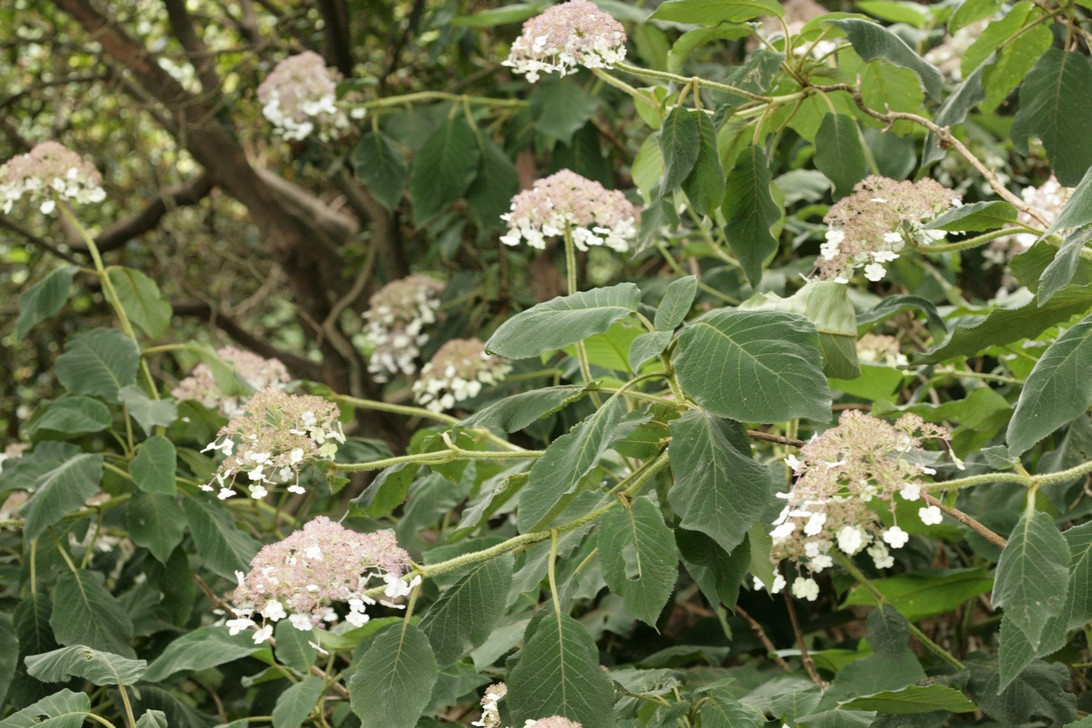 Hydrangea aspera sargentiana