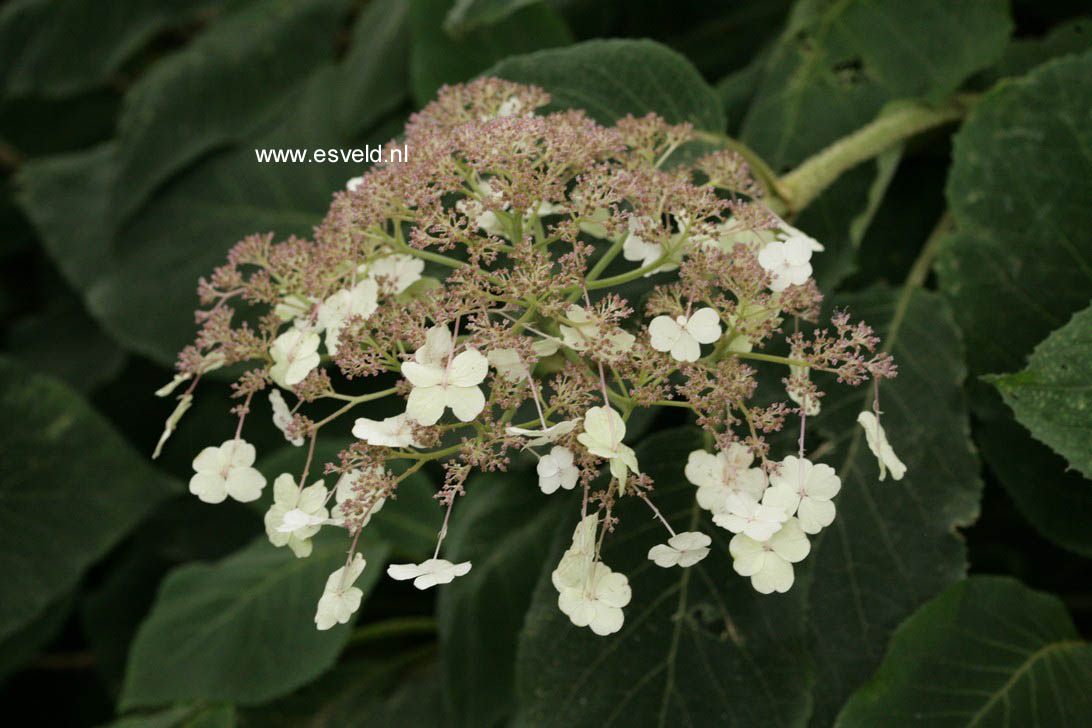 Hydrangea aspera sargentiana