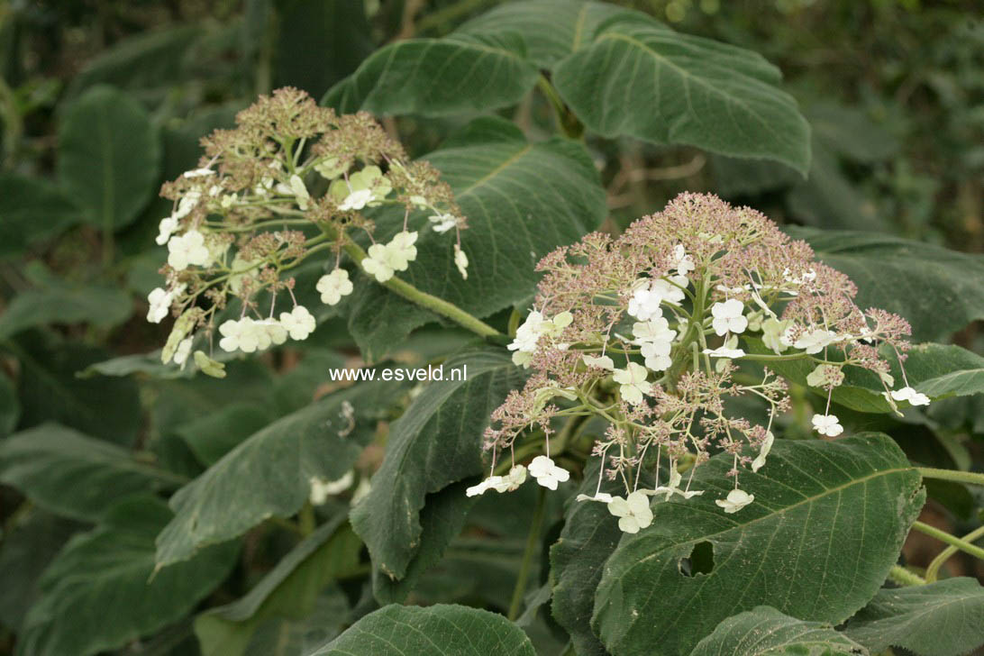 Hydrangea aspera sargentiana