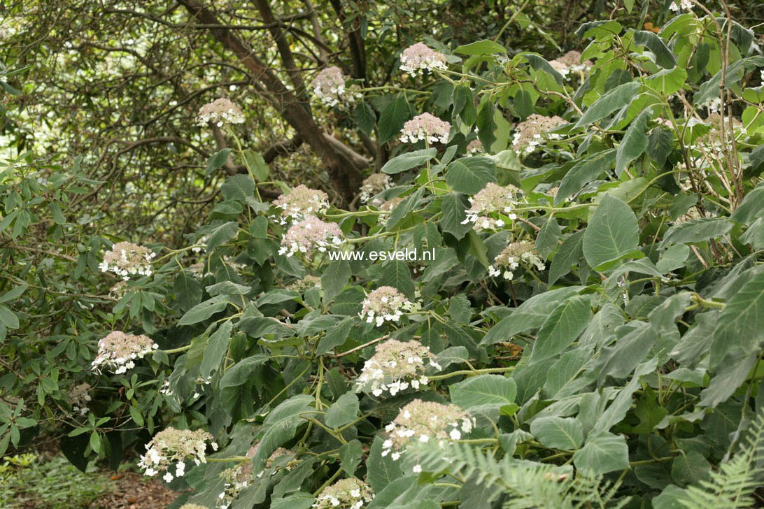 Hydrangea aspera sargentiana