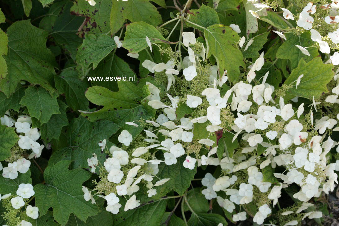 Hydrangea quercifolia 'Flemigea' (SNOWQUEEN)