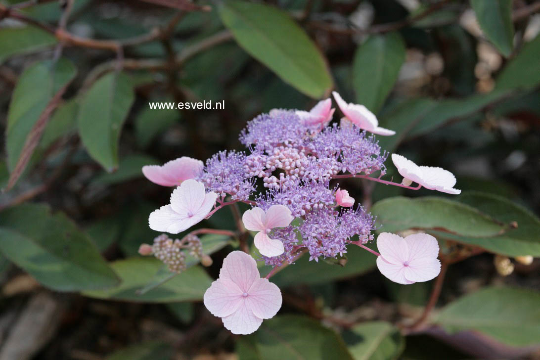 Hydrangea aspera 'Haopr012' (HOT CHOCOLATE)