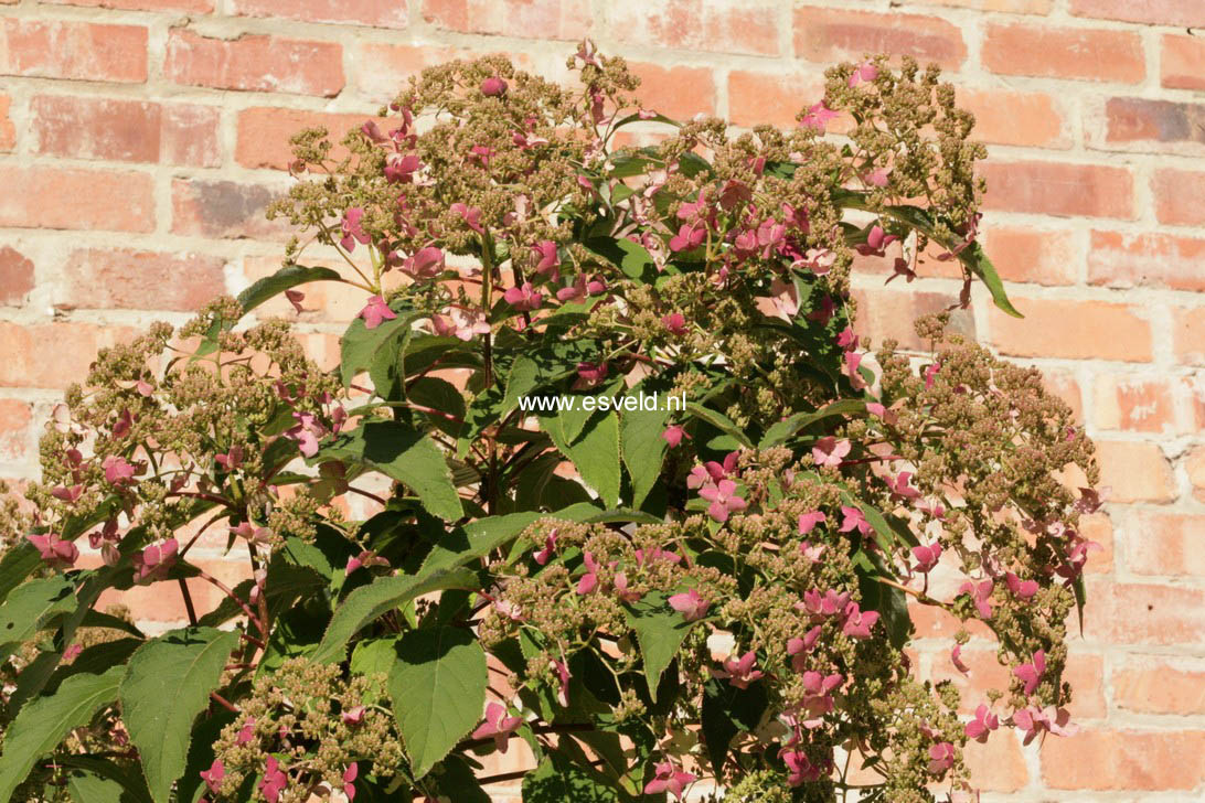 Hydrangea heteromalla 'Willy'