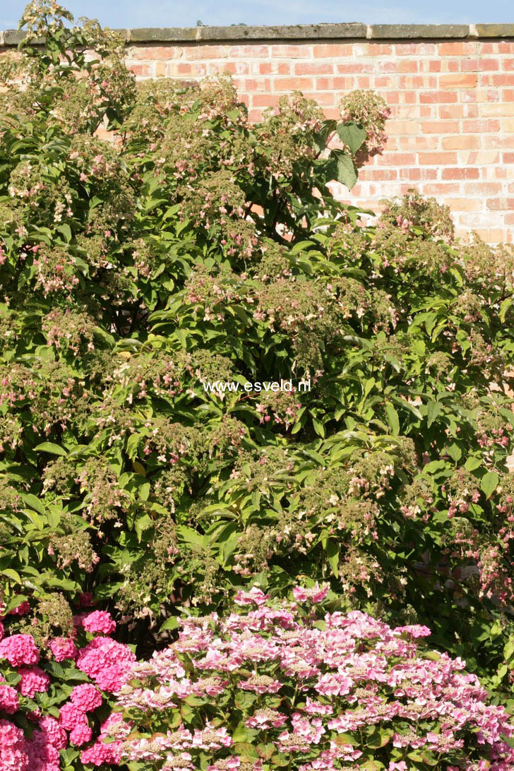 Hydrangea heteromalla 'Bretschneideri'