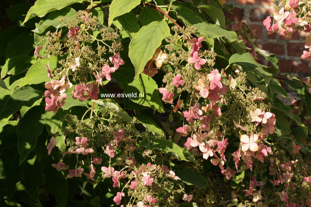 Hydrangea heteromalla 'Bretschneideri'