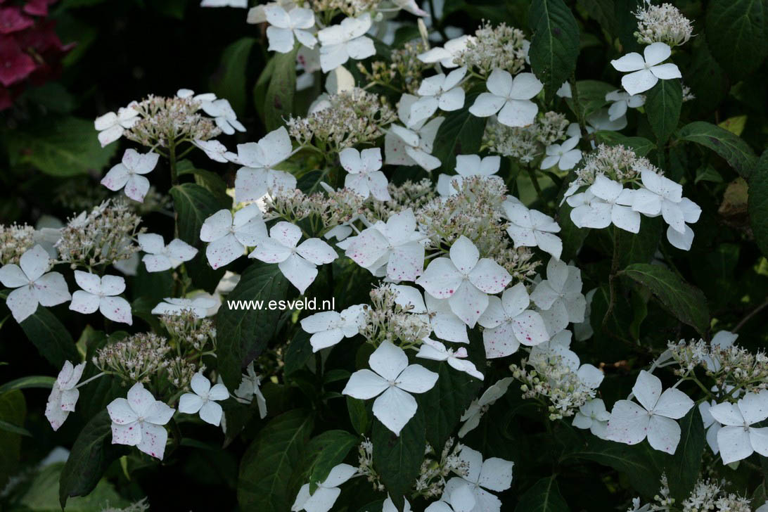 Hydrangea serrata 'Professor Iida'